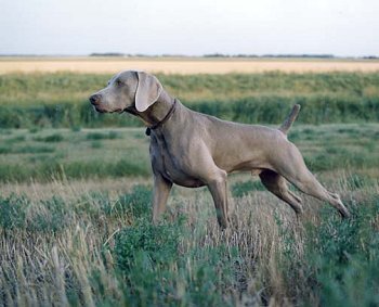  A Weimaraner named Felix