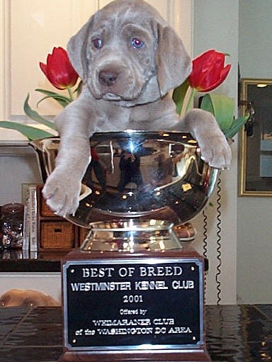 Westminster Trophy