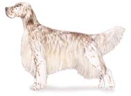 English Setter