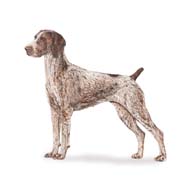 Germain Shorthaired Pointer