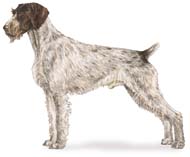 German Wirehaired Pointer