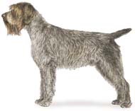 Wirehaired Pointing Griffon